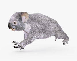 Koala Low Poly Rigged Animated Modèle 3D