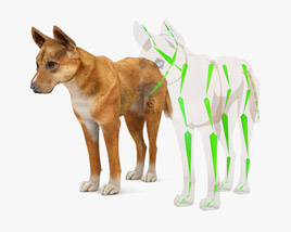 Dingo Low Poly Rigged 3D model
