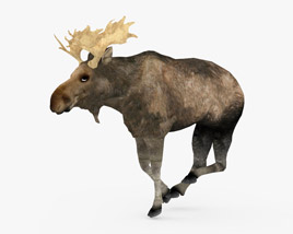 Moose Low Poly Rigged Animated 3D model