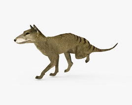Thylacine Low Poly Rigged Animated 3D 모델 