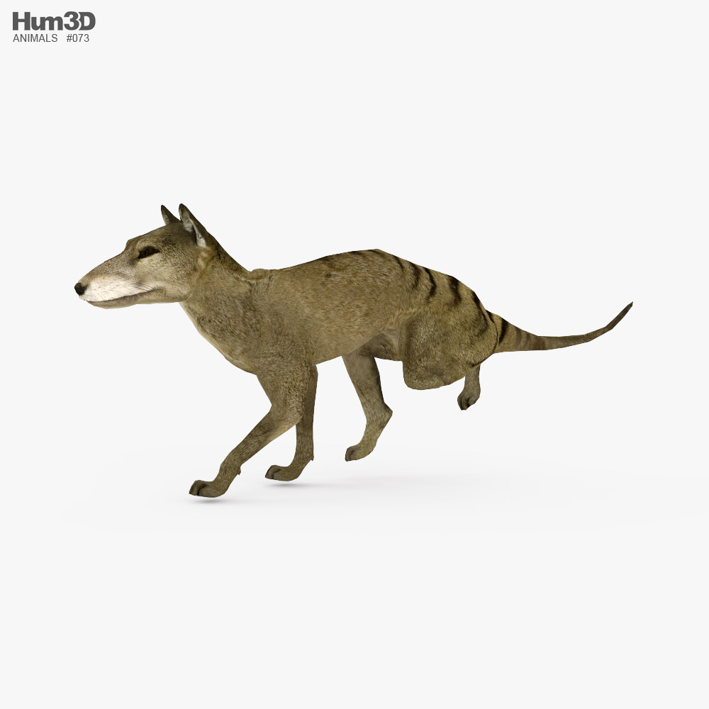 Thylacine Low Poly Rigged Animated 3D model