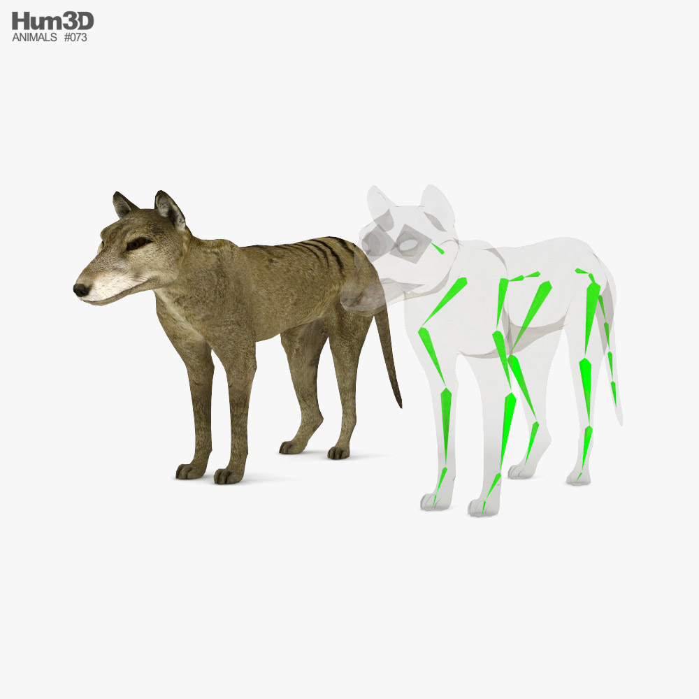 Thylacine Low Poly Rigged 3D model