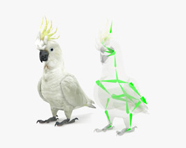 Cockatoo Low Poly Rigged 3D model