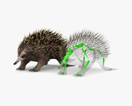 Echidna Low Poly Rigged 3D model