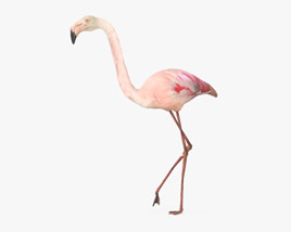 Flamingo Low Poly Rigged Animated 3D model