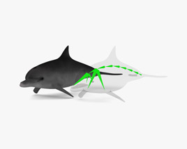 Common Bottlenose Dolphin Low Poly Rigged 3D model
