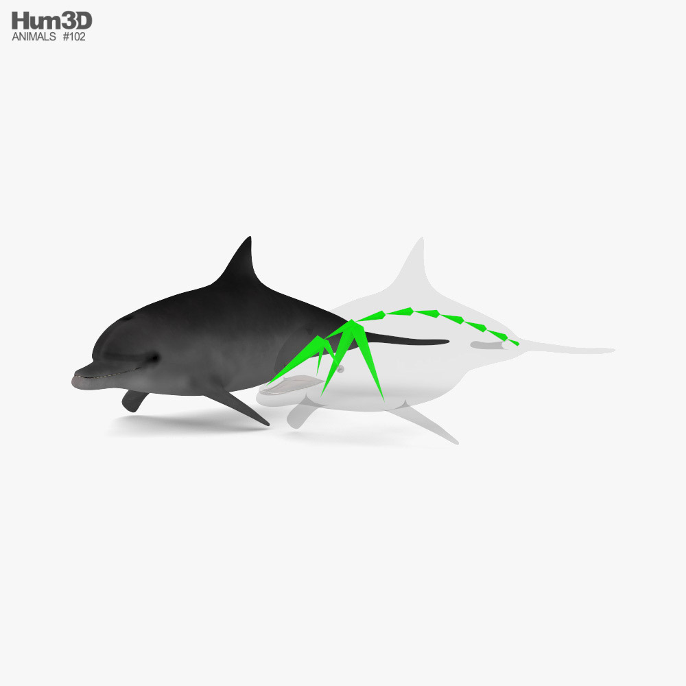 Common Bottlenose Dolphin Low Poly Rigged Modelo 3d