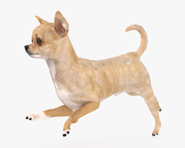 Chihuahua Low Poly Rigged Animated 3D model