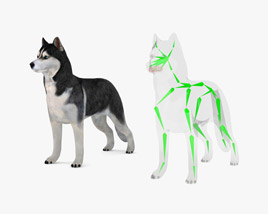 Siberian Husky Low Poly Rigged 3D model