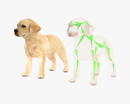 Labrador Retriever Puppy Low Poly Rigged Modello 3D