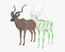 Greater Kudu Low Poly Rigged 3D model