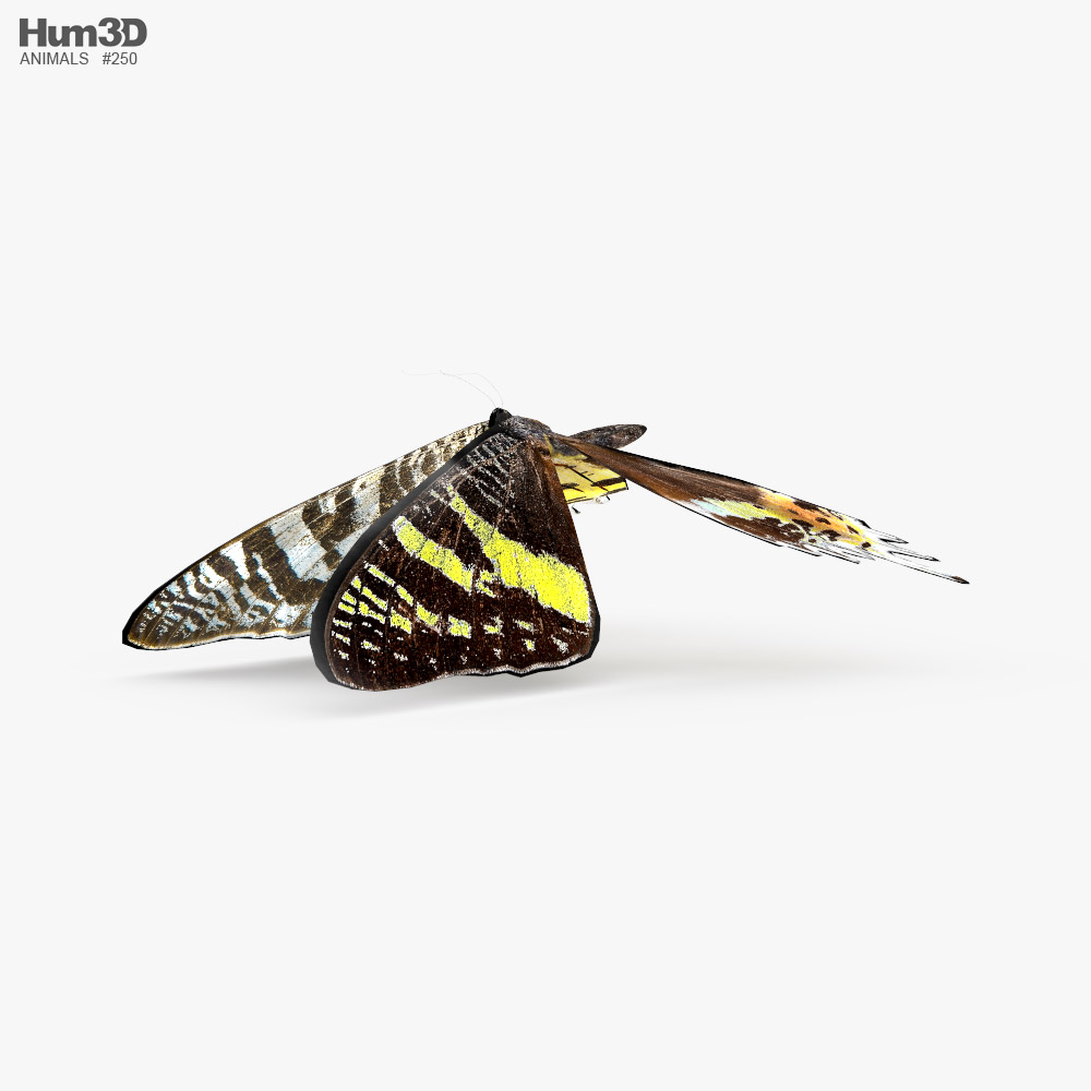 Madagascan Sunset Moth Low Poly Rigged Animated 3D model