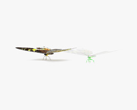 Madagascan Sunset Moth Low Poly Rigged 3D model