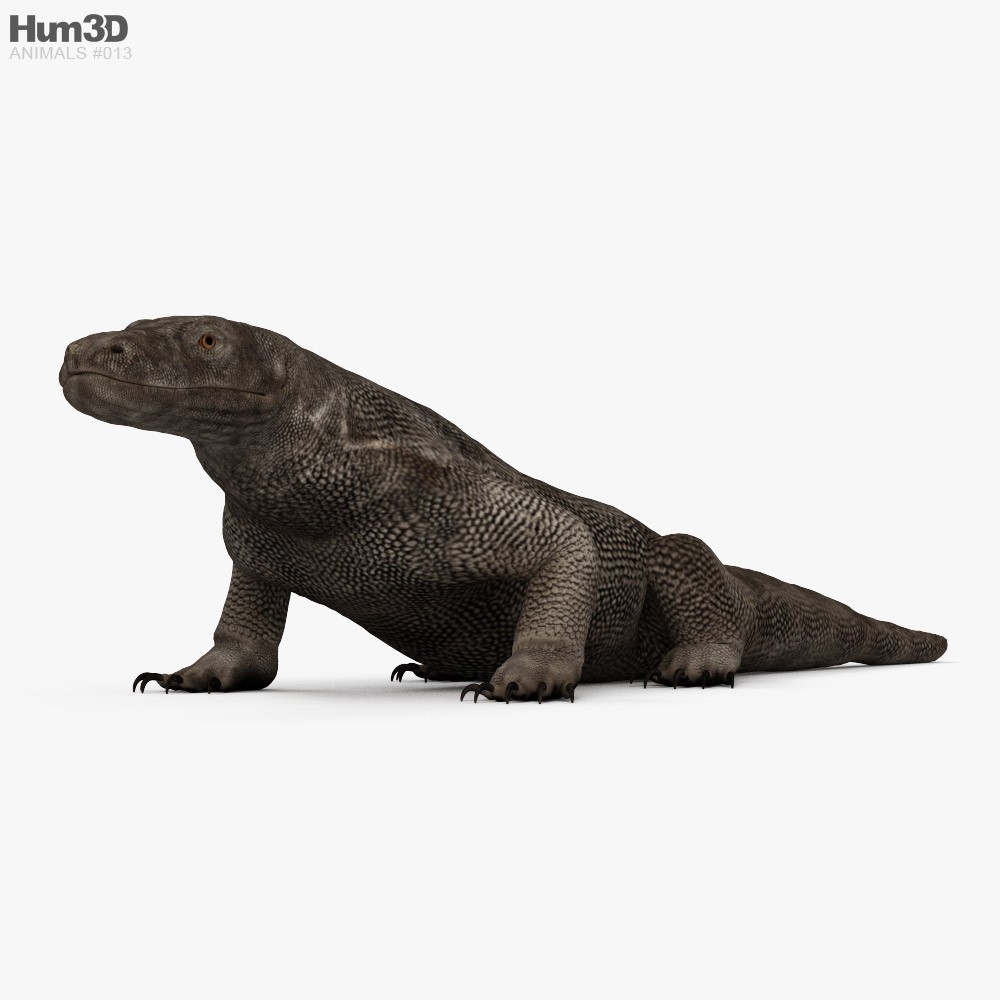 Animated Komodo Dragon 3D model - Animals on Hum3D