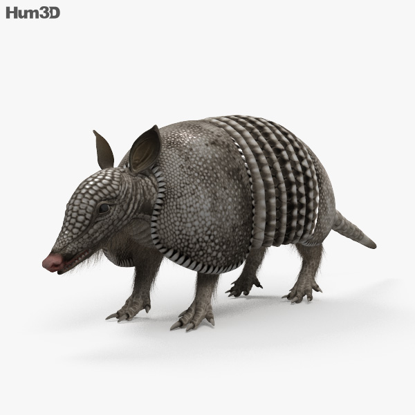 Armadillo 3D model