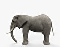 African Elephant HD 3d model
