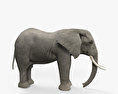 African Elephant HD 3d model