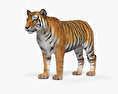 Tigre Modello 3D