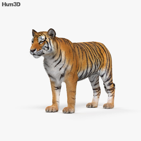 Animals 3D models for Download - Hum3D