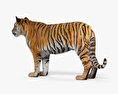 Tiger HD 3d model