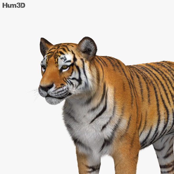 Tiger HD 3D model Animals on Hum3D