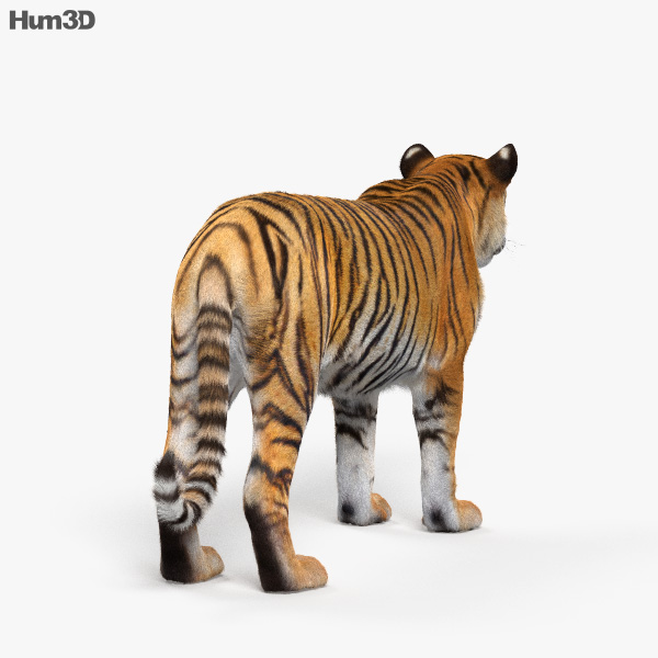 Animated Tiger 3D Model - Animals On Hum3D