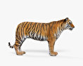 Tigre Modello 3D