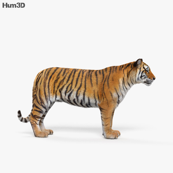 Animated Tiger 3D Model - Animals On Hum3D