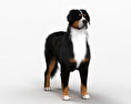 Bernese Mountain Dog HD 3d model
