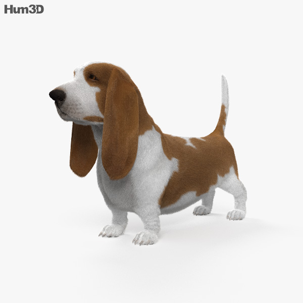 Basset Hound Modèle 3D