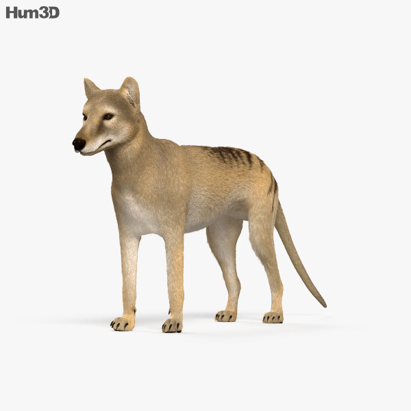 Lobo-da-tasmânia Modelo 3d