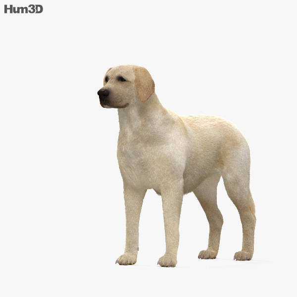 Labrador Retriever HD 3D model