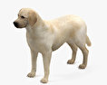 Labrador Retriever HD 3d model