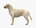 Labrador Retriever HD 3d model
