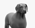 Labrador Retriever 3d model