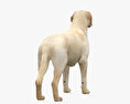 拉布拉多犬 3D模型