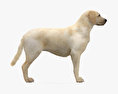 拉布拉多犬 3D模型