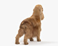 英国可卡犬 3D模型