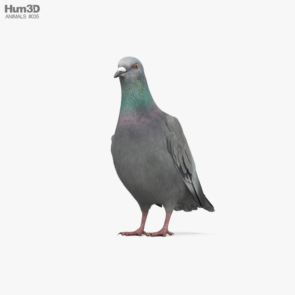 Pigeon biset Modèle 3D