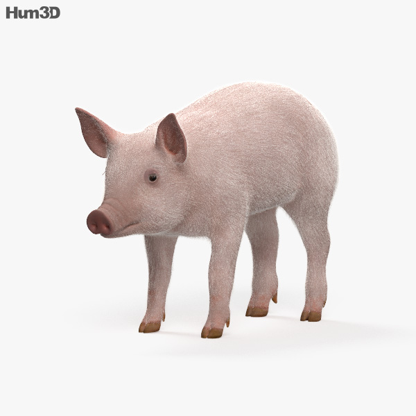 小猪 3D模型