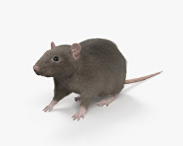 Common Rat 3D model