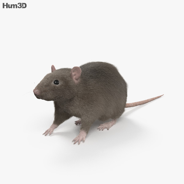 Common Rat HD 3D model