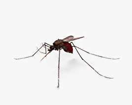 Mosquito HD 3D model