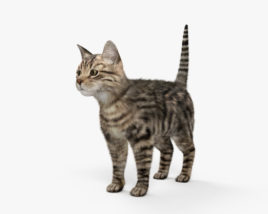 Cat 3D model