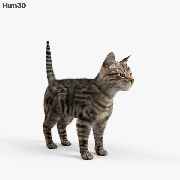 Animated Cat 3D model - Animals on Hum3D