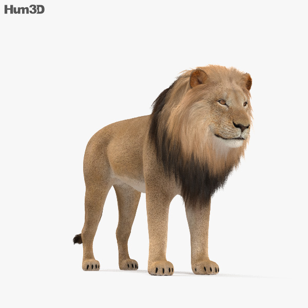 Animated Lion HD 3D model - Animals on Hum3D