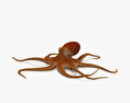 Common Octopus HD 3d model