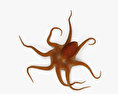 Common Octopus HD 3d model