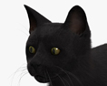 Чорна кішка 3D модель