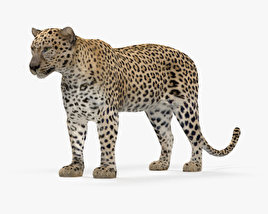 Leopard 3D model